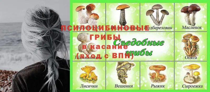 где найти   Нижняя Тура  Псилоцибиновые грибы ЛСД 